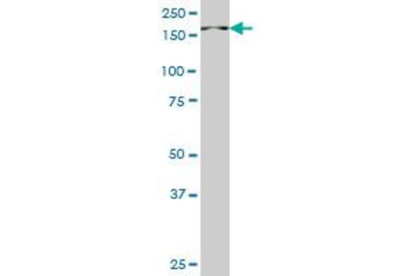 PIK3C2B antibody  (AA 1-110)