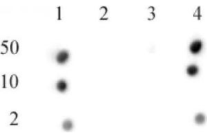 CENP-A phospho Ser18 antibody (pAb) tested by dot blot analysis. (CENPA antibody  (pSer16))