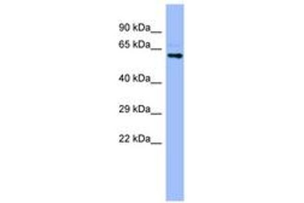 CYP4A22 antibody  (AA 35-84)