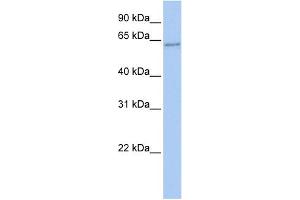 WB Suggested Anti-TFCP2 Antibody Titration: 0. (TFCP2 antibody  (N-Term))