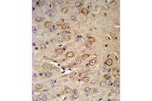 CRHR2 Antibody (N-term) (ABIN390757 and ABIN2841015) IHC analysis in formalin fixed and paraffin embedded mouse brain tissue followed by peroxidase conjugation of the secondary antibody and DAB staining. (CRHR2 antibody  (N-Term))