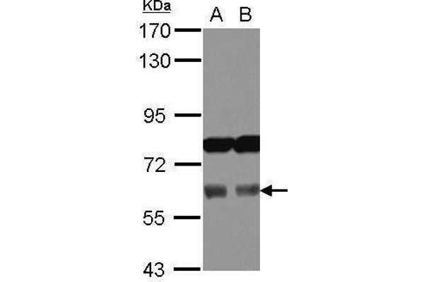 Adracalin antibody  (Internal Region)