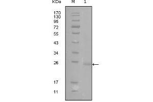 Western blot analysis using GATA3 mouse mAb against truncated GATA3-His recombinant protein (1). (GATA3 antibody)