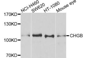 Western blot analysis of extracts of various cells, using CHGB antibody. (CHGB antibody)