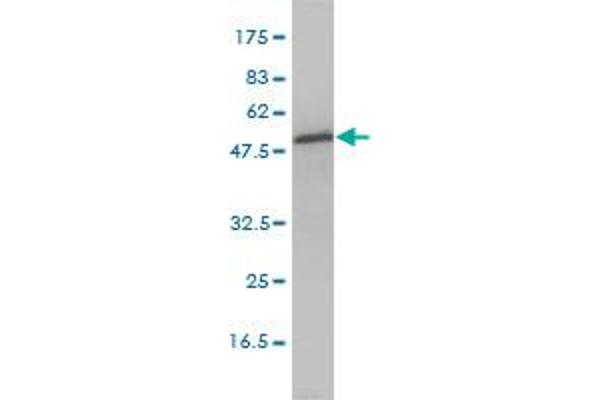 Aspartyl Aminopeptidase antibody  (AA 1-475)
