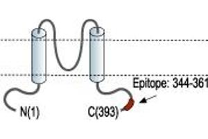 anti-Potassium Inwardly-Rectifying Channel, Subfamily J, Member 9 (KCNJ9) (AA 344-361), (C-Term), (Intracellular) antibody
