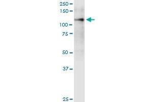 ITGA9 monoclonal antibody (M01), clone 3E4. (ITGA9 antibody  (AA 785-886))