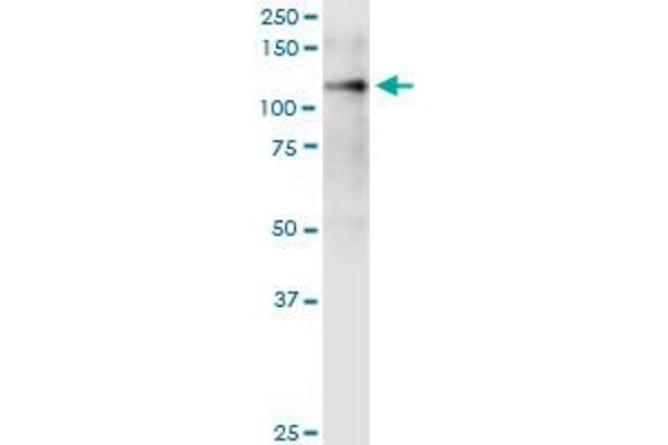 ITGA9 antibody  (AA 785-886)