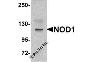 Western Blotting (WB) image for anti-Nucleotide-Binding Oligomerization Domain Containing 1 (NOD1) (C-Term) antibody (ABIN1030546) (NOD1 antibody  (C-Term))