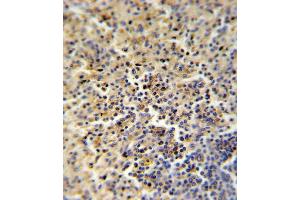 FOLR2 Antibody (N-term) (ABIN651222 and ABIN2840139) IHC analysis in formalin fixed and paraffin embedded human spleen followed by peroxidase conjugation of the secondary antibody and DAB staining. (FOLR2 antibody  (AA 18-46))
