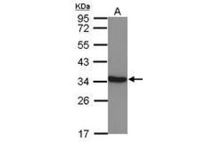 Image no. 1 for anti-Lactate Dehydrogenase C (LDHC) (AA 5-229) antibody (ABIN1499115) (Lactate Dehydrogenase C antibody  (AA 5-229))