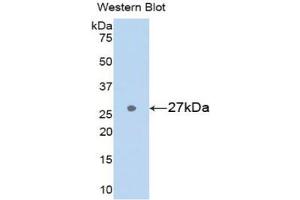 Detection of Recombinant GSTa3, Rat using Polyclonal Antibody to Glutathione S Transferase Alpha 3 (GSTa3) (GSTA3 antibody  (AA 1-221))