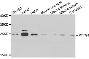 Western blot analysis of extracts of various cell lines, using PTTG1 antibody (ABIN5974823) at 1/1000 dilution. (PTTG1 antibody)