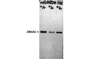 blots of crude extract of peripheral nerve of various knock out mice strains blotted with ABIN1580424 for use as a western blotting control. (GAPDH antibody)