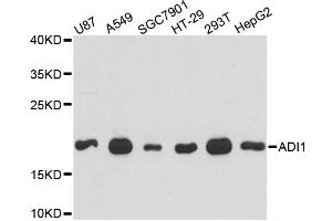 Western blot analysis of extracts of various cell lines, using ADI1 antibody (ABIN6289987) at 1:3000 dilution. (ADI1 antibody)