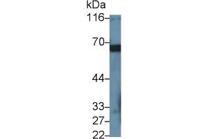 Detection of PRF1 in Rat Lung lysate using Polyclonal Antibody to Perforin 1 (PRF1) (Perforin 1 antibody  (AA 120-353))