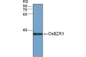Western Blot (1:500) analysis of protein OsBZR1 expression in rice (CV. (OsBZR1 antibody)