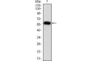 Western blot analysis using PTPN6 mAb against human PTPN6 (AA: 243-541) recombinant protein.