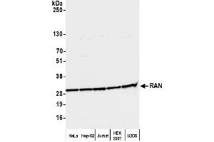 Western Blotting (WB) image for anti-RAN, Member RAS Oncogene Family (RAN) (AA 166-216) antibody (ABIN7455018) (RAN antibody  (AA 166-216))