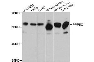 Western blot analysis of extracts of various cell lines, using PPP5C Antibody. (PP5 antibody)