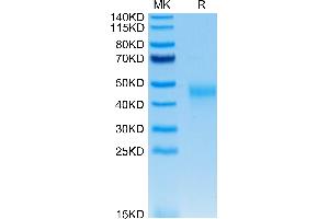 Human KIR2DL2 on Tris-Bis PAGE under reduced conditions. (KIR2DL2 Protein (His-Avi Tag))