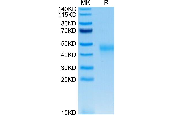 KIR2DL2 Protein (His-Avi Tag)