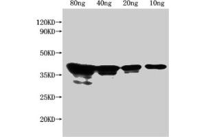 Western Blot Positive WB detected in Recombinant protein All lanes: nfuA antibody at 1:2500 Secondary Goat polyclonal to rabbit IgG at 1/50000 dilution Predicted band size: 38 kDa Observed band size: 43 kDa (NFUA (AA 31-128) antibody)
