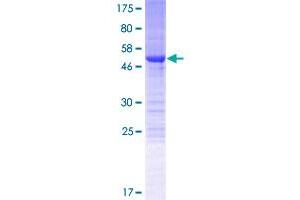 NRIP3 Protein (AA 1-241) (GST tag)