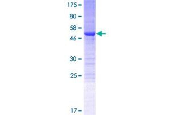 NRIP3 Protein (AA 1-241) (GST tag)