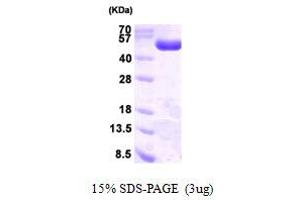 SDS-PAGE (SDS) image for Phosphogluconate Dehydrogenase (PGD) (AA 1-483) protein (His tag) (ABIN666961)