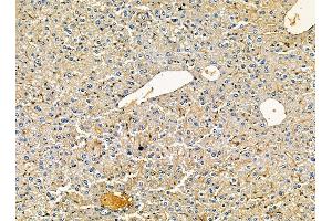 ABIN7095409 and ABIN7099466 at 1/100 staining mouse liver tissue by IHC-P. (MAP7 Domain Containing 3 (MAP7D3) antibody)