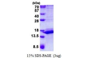 Image no. 1 for Calmodulin Like Protein 3 (CALML3) protein (His tag) (ABIN1098489)