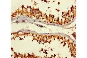 Immunohistochemistry of paraffin-embedded human testis tissue using ABIN7146892 at dilution of 1:100 (CSNK2A2 antibody  (AA 8-350))