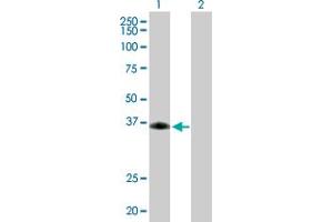Western Blot analysis of SIRT6 expression in transfected 293T cell line by SIRT6 MaxPab polyclonal antibody. (SIRT6 antibody  (AA 1-328))
