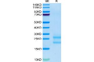 Biotinylated Mouse IL-17A on Tris-Bis PAGE under reduced condition. (Interleukin 17a Protein (AA 26-158) (His-Avi Tag,Biotin))