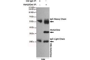 Immunoprecipitation analysis of Hela cell lysates using HtrA2/Omi mouse mAb. (HTRA2 antibody)