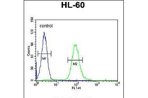 Flow cytometric analysis of HL-60 cells (right histogram) compared to a negative control cell (left histogram). (GM-CSF antibody  (AA 59-85))