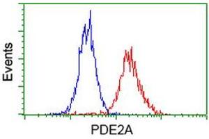Image no. 3 for anti-phosphodiesterase 2A, CGMP-Stimulated (PDE2A) antibody (ABIN1500076)