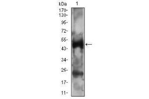 Western blot analysis using PTPN1 mouse mAb against A431 cell lysate.
