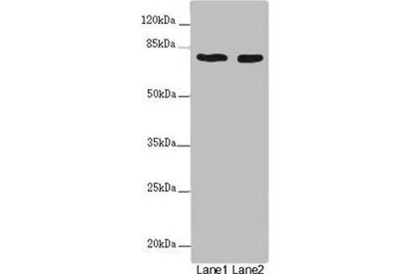 UVRAG antibody  (AA 375-425)