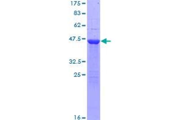 RAB1A Protein (AA 1-205) (GST tag)