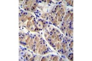 Immunohistochemistry analysis in formalin fixed and paraffin embedded human stomach tissue reacted with LRRC38 Antibody (C-term) followed by peroxidase conjugation of the secondary antibody and DAB staining. (LRRC38 antibody  (C-Term))