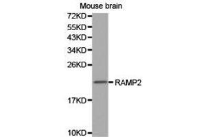 Western Blotting (WB) image for anti-Receptor (G Protein-Coupled) Activity Modifying Protein 2 (RAMP2) antibody (ABIN1874542) (RAMP2 antibody)