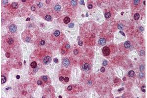 Human Liver: Formalin-Fixed, Paraffin-Embedded (FFPE) (ATG16L1 antibody  (AA 254-303))