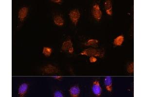 Immunofluorescence analysis of U-2 OS cells using RPL34 Polyclonal Antibody at dilution of 1:100. (RPL34 antibody)