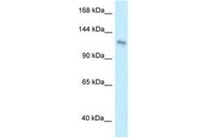 PLEKHA7 antibody  (AA 1007-1056)