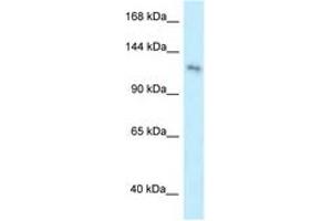 PLEKHA7 antibody  (AA 1007-1056)