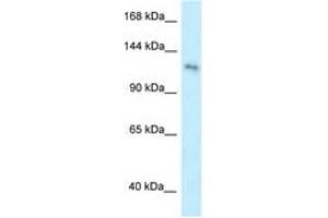Image no. 1 for anti-Pleckstrin Homology Domain Containing, Family A Member 7 (PLEKHA7) (AA 1007-1056) antibody (ABIN6745023) (PLEKHA7 antibody  (AA 1007-1056))