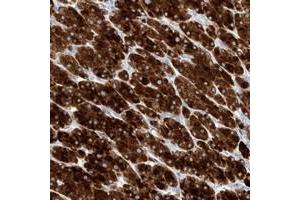 Immunohistochemical staining of human adrenal gland with TM7SF2 polyclonal antibody  shows strong cytoplasmic positivity in cortical cells at 1:20-1:50 dilution.