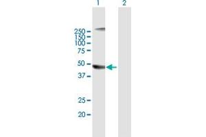 Western Blot analysis of PELO expression in transfected 293T cell line by PELO MaxPab polyclonal antibody. (PELO antibody  (AA 1-385))